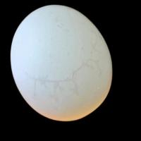egg-egg project thumbnail
