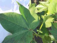 Cotton disease detection project thumbnail