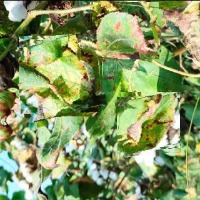 Cotton disease detection project thumbnail