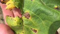 cotton-leaf-disease project thumbnail