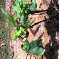cotton leaf  project thumbnail