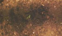Laser_weeding_both_no_arugala project thumbnail