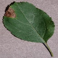 pest-damage project thumbnail