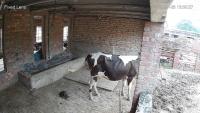 Cow detection more classes project thumbnail