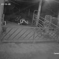 Cow Behavior Tracking project thumbnail