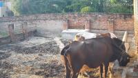 MS Farm management  project thumbnail