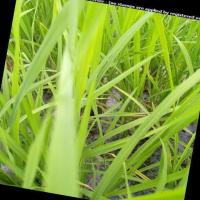 v9_Rice Leaf Disease project thumbnail