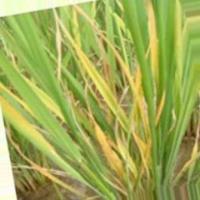 v5_Rice-Leaf-Diseases project thumbnail