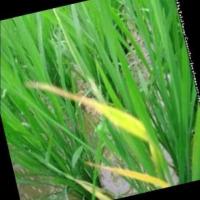 v10_Rice Leaf Disease project thumbnail