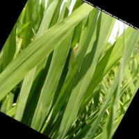 v7_Rice Leaf Disease project thumbnail