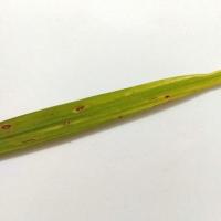 3_Rice Leaf Disease Dataset project thumbnail