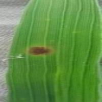 Rice Disease project thumbnail