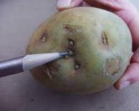 potato unripness project thumbnail