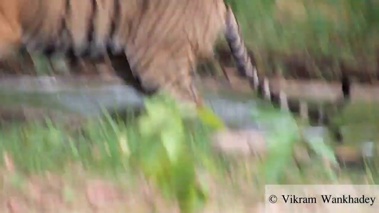 animal detection Instance Segmentation Dataset by kruthik-s