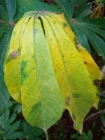 Cassava_T project thumbnail