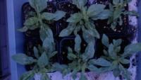 basil project thumbnail