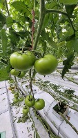 tomato_od3 project thumbnail
