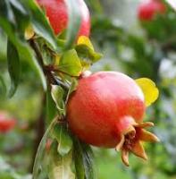 Fruit Detection project thumbnail