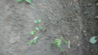 weed project thumbnail