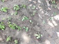 Weed Detection project thumbnail
