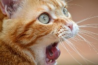 Cat 077-242 project thumbnail