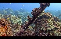 Yellow Tang project thumbnail