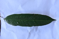 DurianLeafDataset project thumbnail