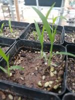 grasslike project thumbnail