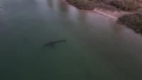 Sharks project thumbnail