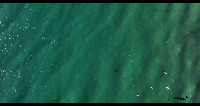 marine-sharks project thumbnail