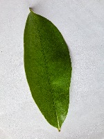 Daun Herbal project thumbnail