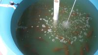 fish project thumbnail