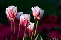FlowerDetection project thumbnail