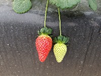 strawberry_phase_analysis project thumbnail