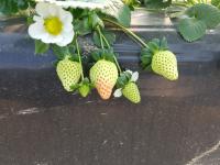strawberry_harvest_system project thumbnail