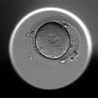 Project_Embryo.exe project thumbnail