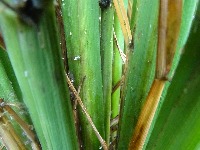 rice project thumbnail