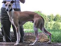 dog_body project thumbnail