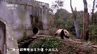 Animal Keypoints project thumbnail