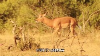 animal_pose project thumbnail