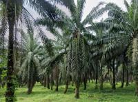 Oil Palm Tree project thumbnail