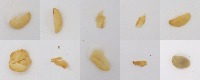 multiple-same project thumbnail