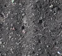soy11_20250718 project thumbnail