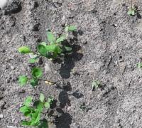 soy4_20250707 project thumbnail
