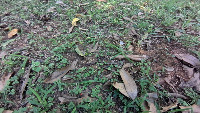 lawn-recognition project thumbnail