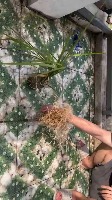grass project thumbnail