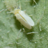 specific_insects project thumbnail