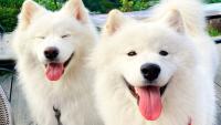 dog project thumbnail