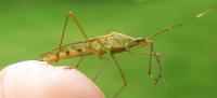 Insect Pesticide project thumbnail
