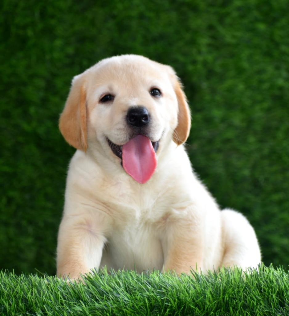 Golden lab hot sale dog price